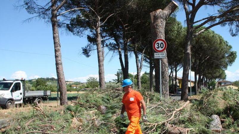 Abbattuti i pini pericolosi sulla 429