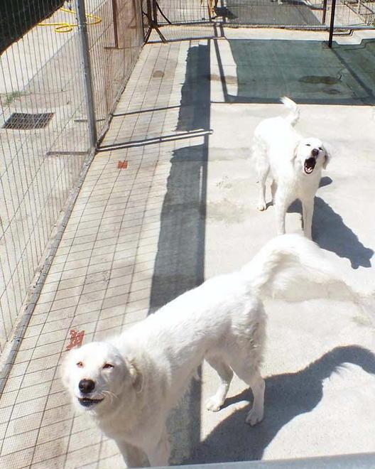 Enpa: «Prendete i cani in affido» 