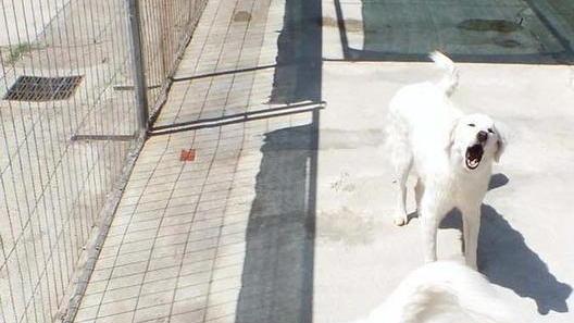 Enpa: «Prendete i cani in affido»