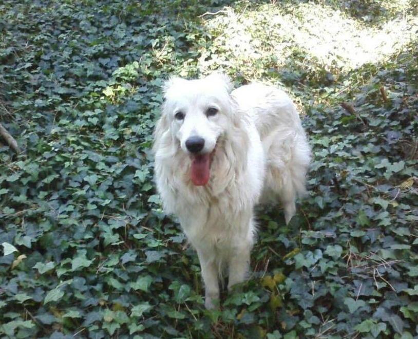 Trova il cane ucciso nel bagagliaio della propria auto 