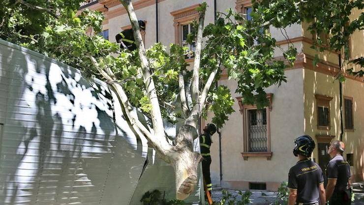 Crolla un platano nel parco Pertini
