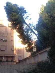 Albero finisce sul muro di cinta delle Poste