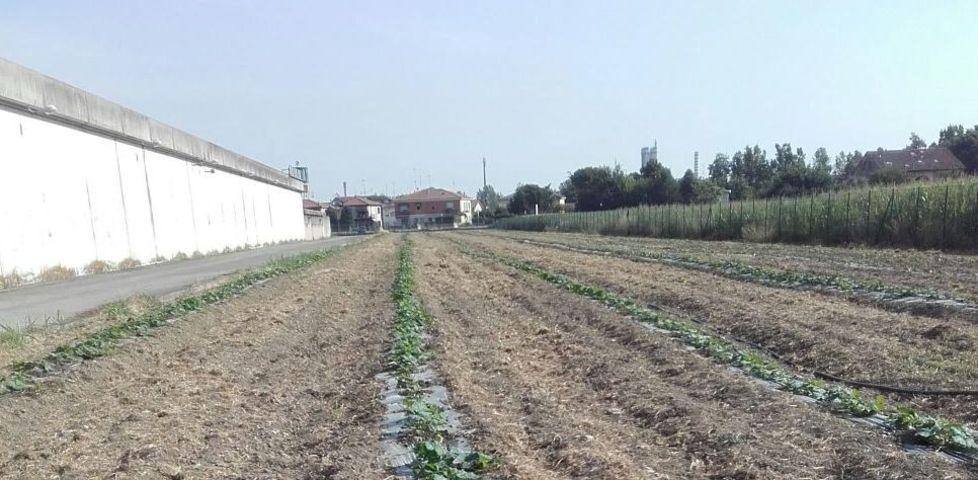 Staffetta migranti-detenuti per coltivare le zucche violine