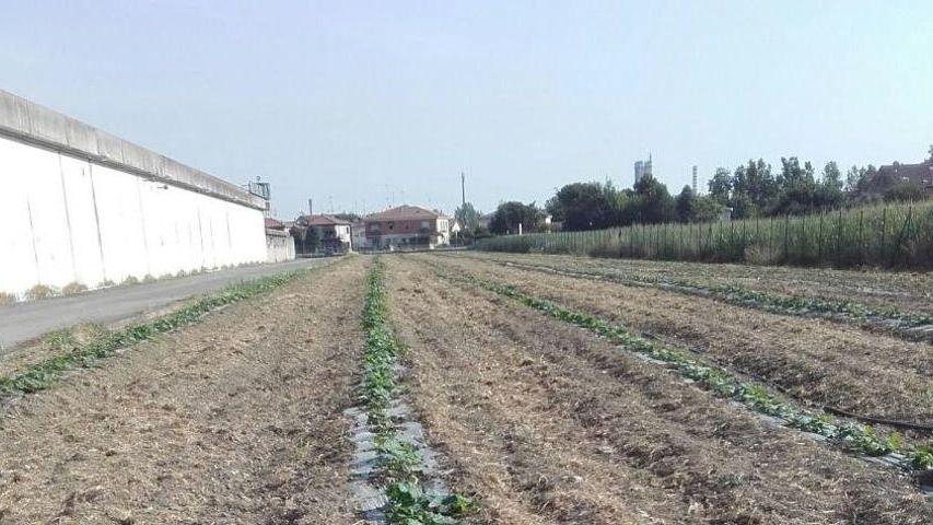 Staffetta migranti-detenuti per coltivare le zucche violine