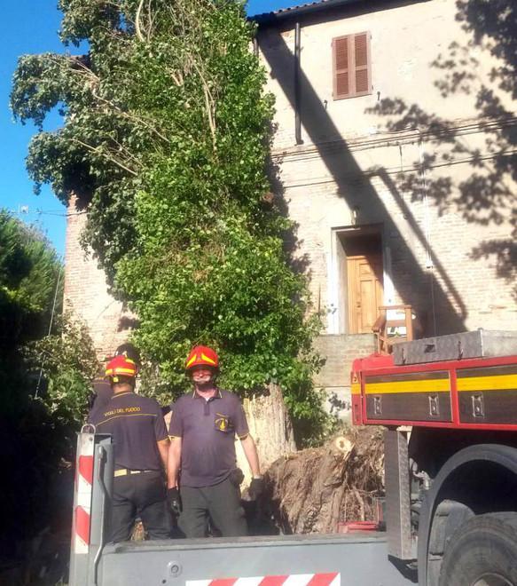 Cittadini protestano  e chiedono interventi: le piante vanno potate 