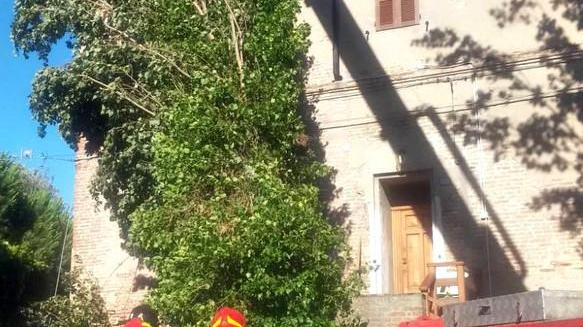 Cittadini protestano e chiedono interventi: le piante vanno potate