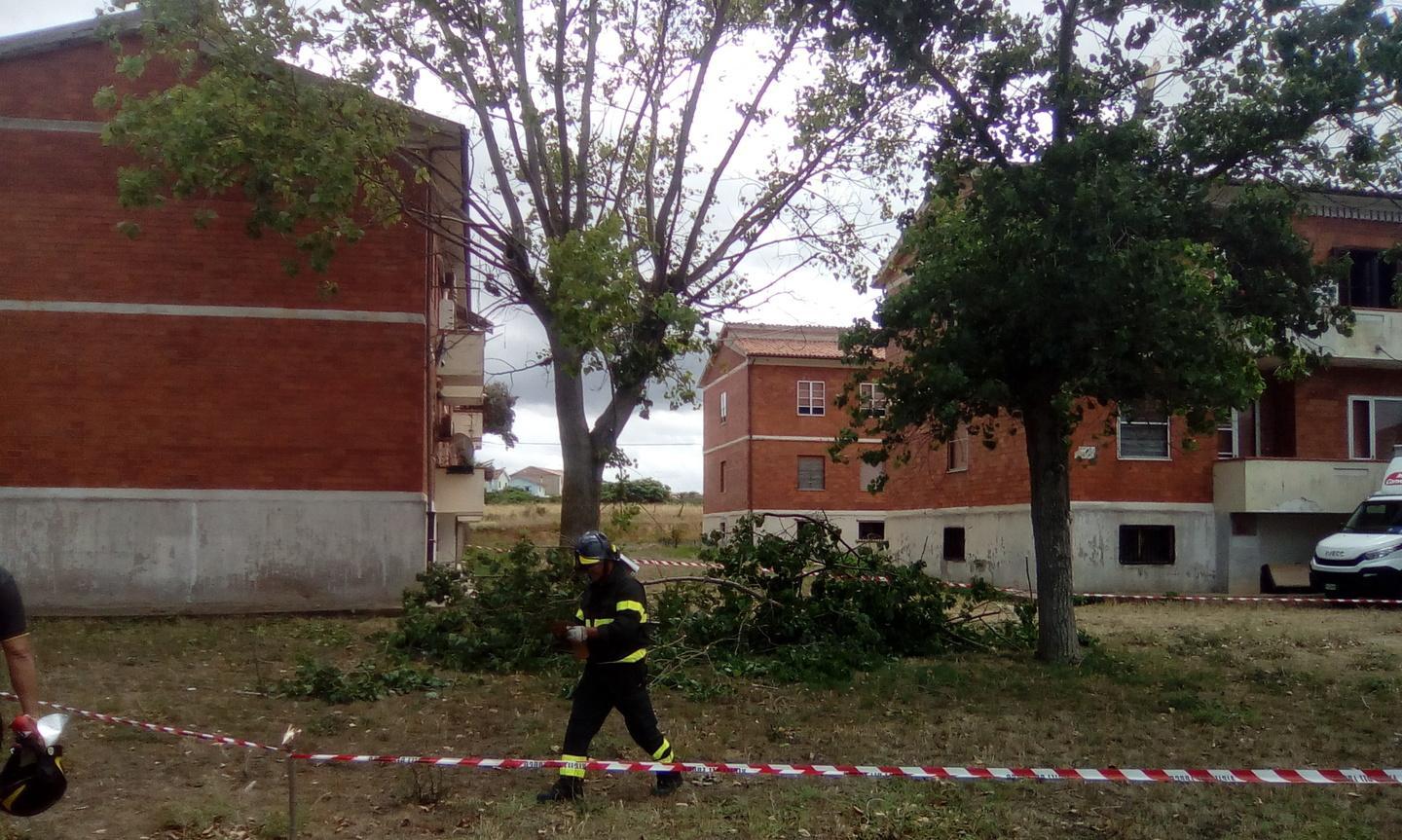 Rami pericolanti in piazzale Lazio