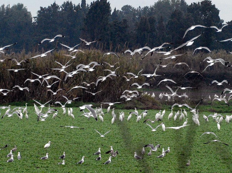 Cabras, emergenza volatili 