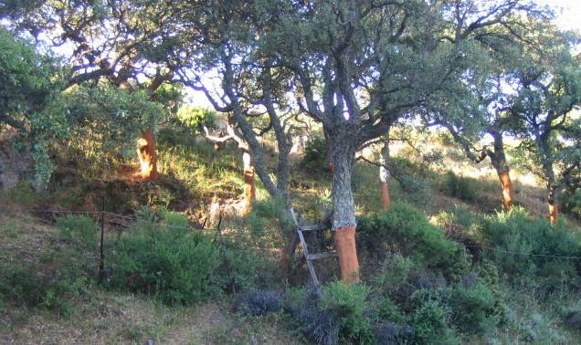 Calangianus, i tappi come offerta turistica