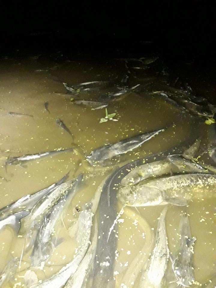 Moria di pesci in Arno (foto da Facebook)