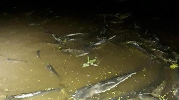Moria di pesci in Arno (foto da Facebook)