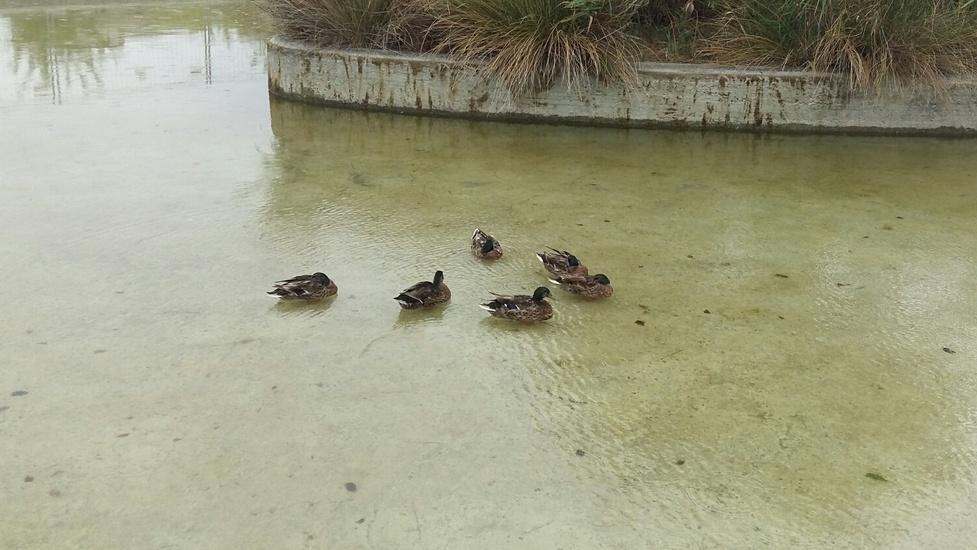 Papere in cerca d’acqua nella vasca