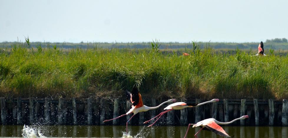 Segreti verdi del Delta Oasi e riserve accolgono i turisti