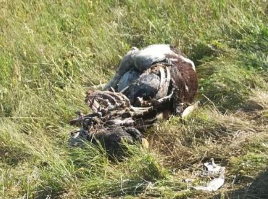 Legambiente: «Impariamo a convivere con i lupi» 