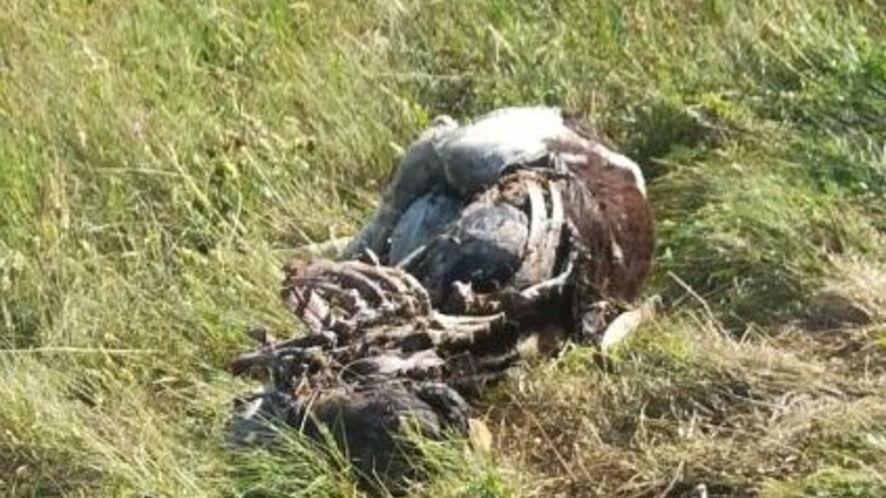 Legambiente: «Impariamo a convivere con i lupi»