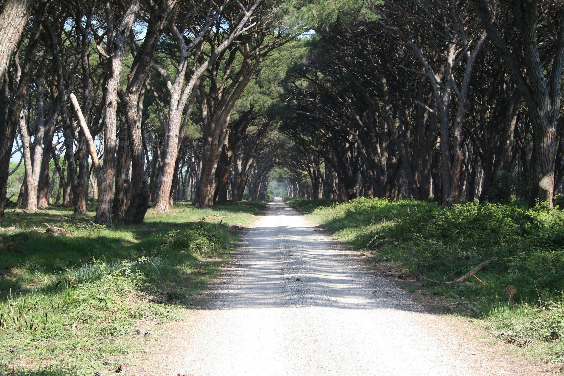 Uno scorcio della tenuta di San Rossore