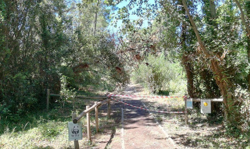 Controlli sui pini dopo il vento, vietato l’accesso alle dune