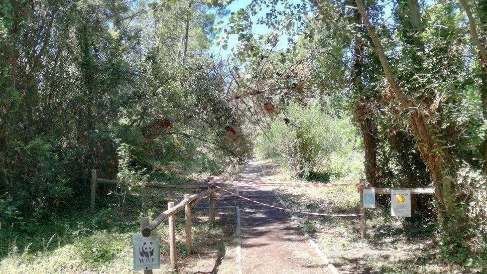 Controlli sui pini dopo il vento, vietato l’accesso alle dune
