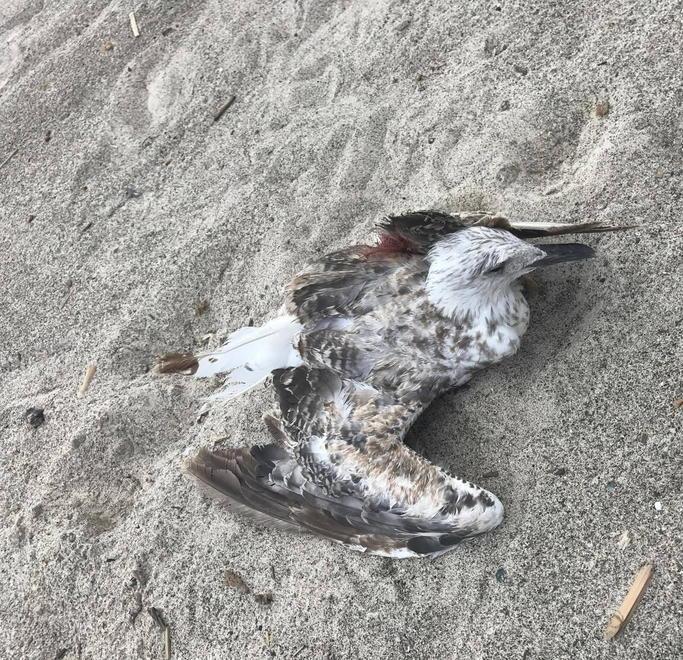 Guardia Costiera, gabbiano ferito salvato sulla spiaggia  