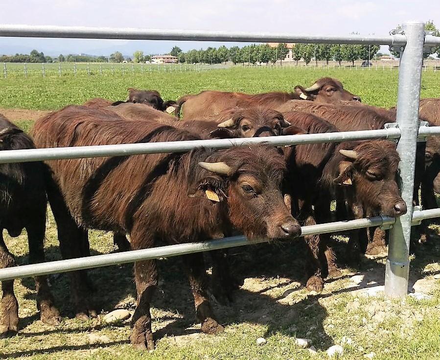 A Chiaramonti si battono nuove piste arriva il primo allevamento di bufali 