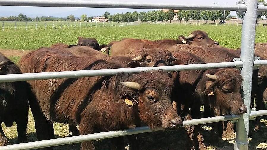 A Chiaramonti si battono nuove piste arriva il primo allevamento di bufali 