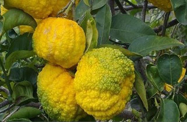 I frutti della pompìa