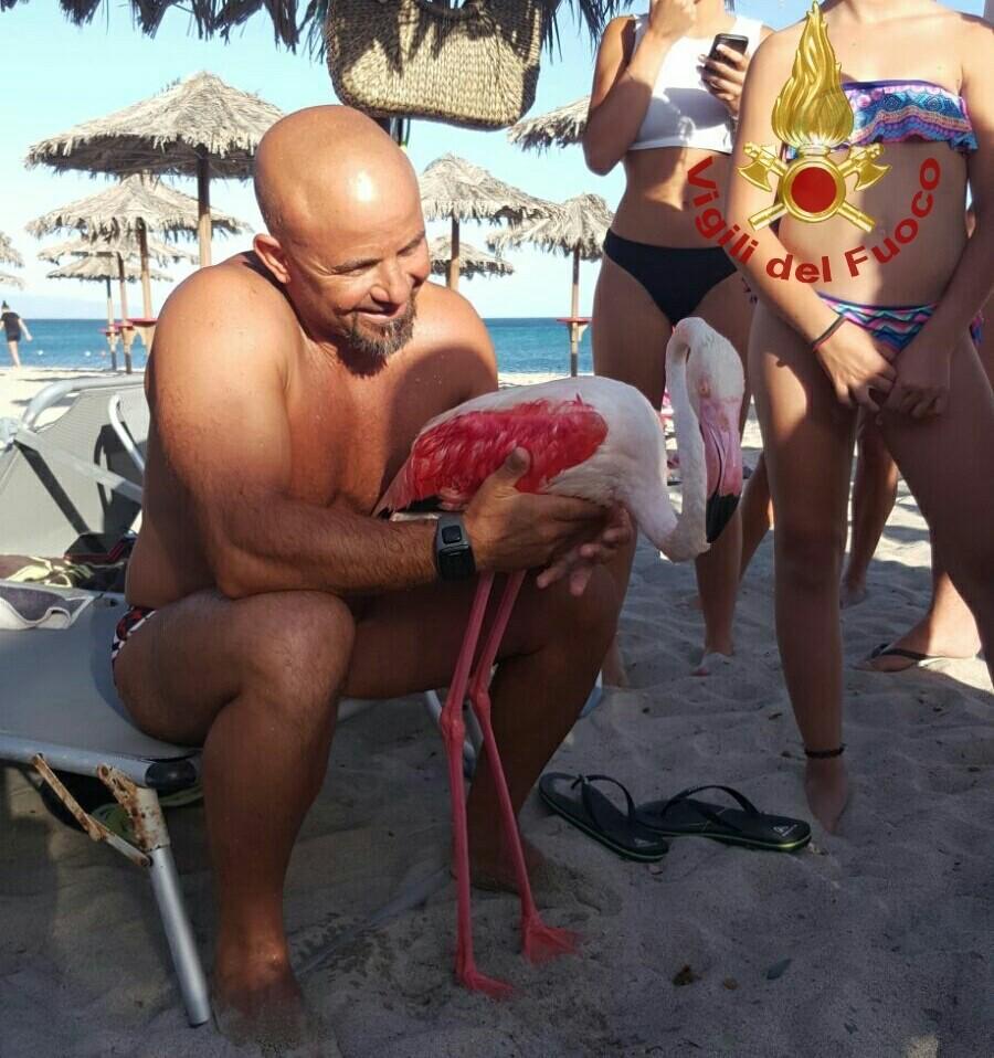 Il fenicottero salvato
