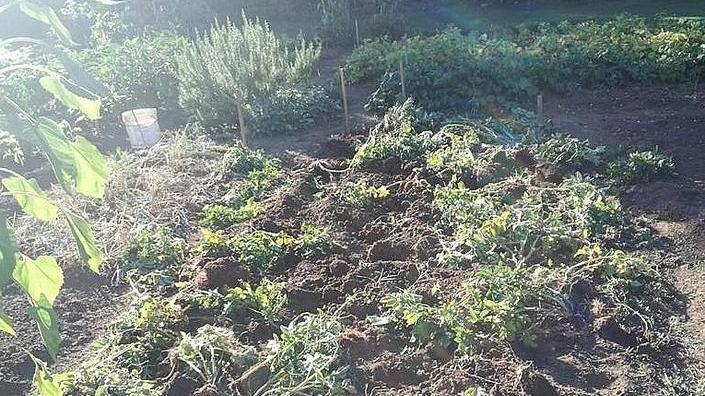 Reggio Emilia, vandali alla Reggia di Rivalta distruggono gli orti: «Visite annullate»