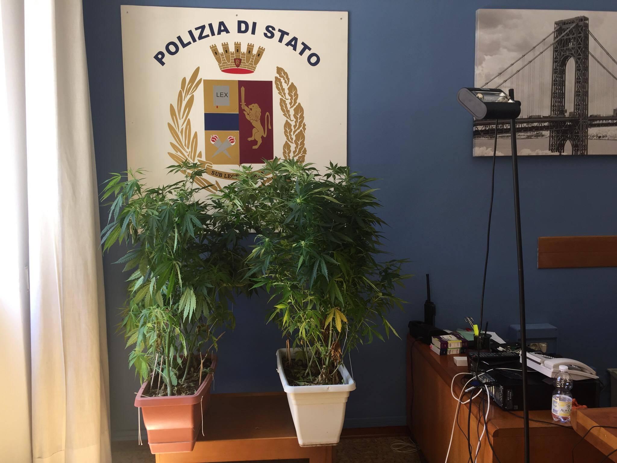 Coltiva marijuana sul terrazzo di casa. «Ci faccio le pizze»