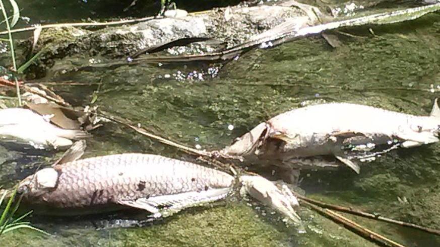 Morìa di pesci nel Cascina Le cause sono da scoprire