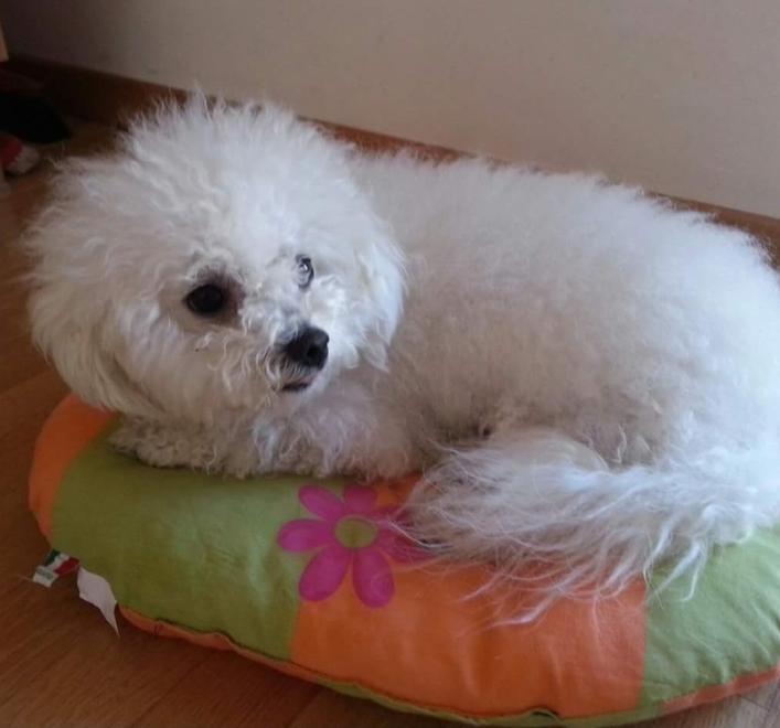 «Cane sbranato, si rispettino le regole»
