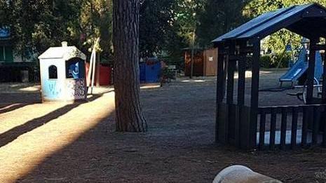 Pineta di ponente nel mirino dei vandali Scoppia la polemica