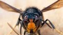 Allarme vespa Velutina Domani un incontro
