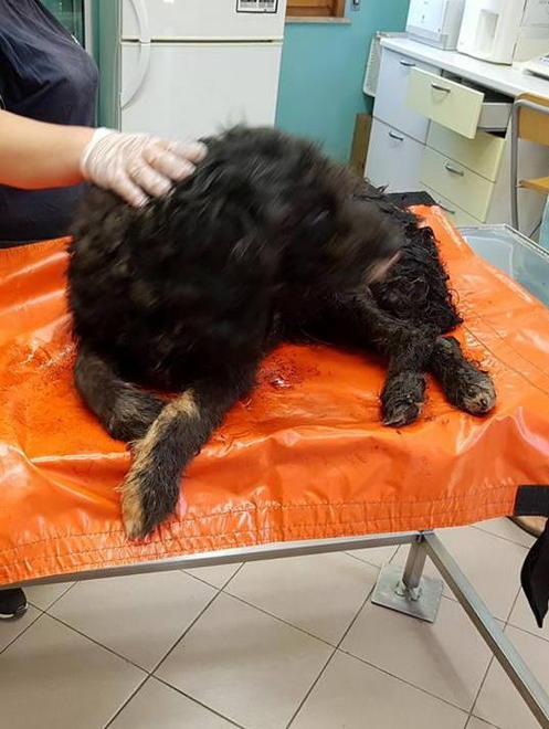 È morto il cane soccorso domenica dai volontari Geza