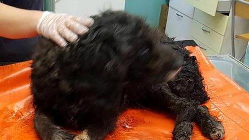 È morto il cane soccorso domenica dai volontari Geza
