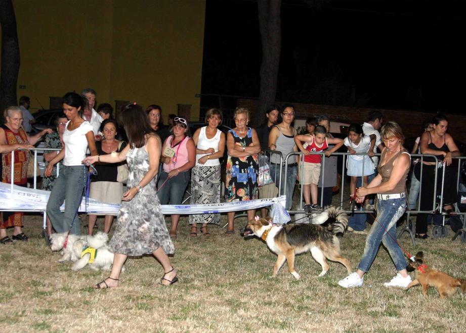 Ecco la terza edizione di “Cani sotto le stelle” expò nazionale, sabato, in piazza Bovio 