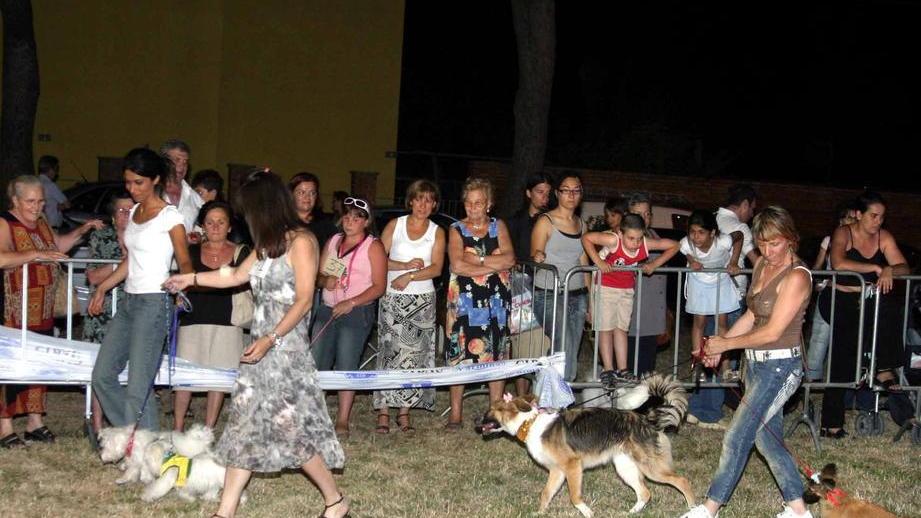 Ecco la terza edizione di “Cani sotto le stelle” expò nazionale, sabato, in piazza Bovio