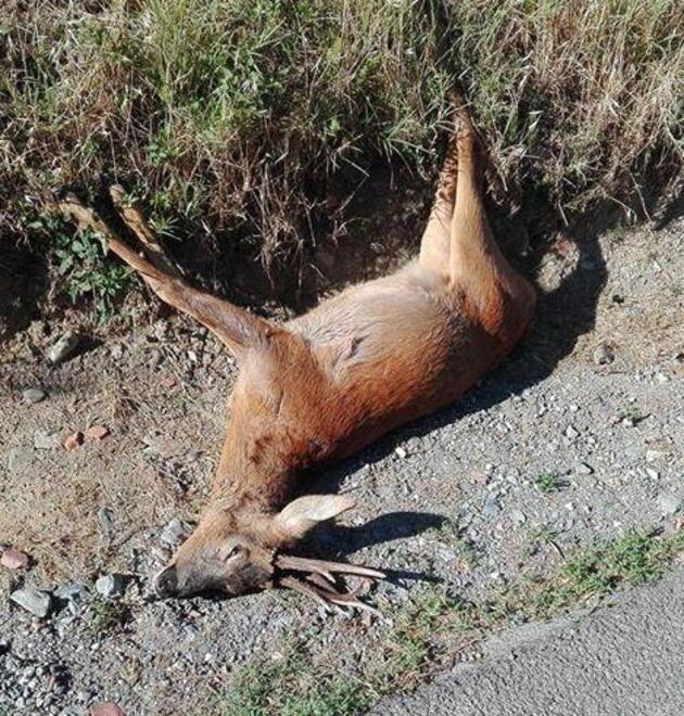 Capriolo trovato morto in strada 