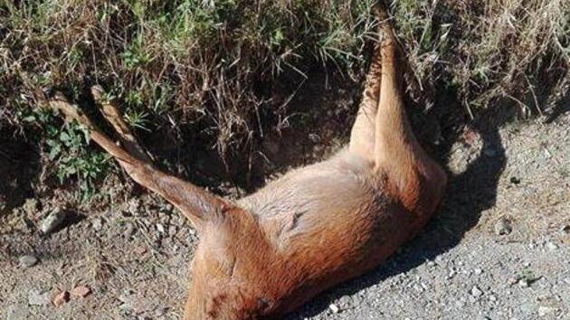 Capriolo trovato morto in strada