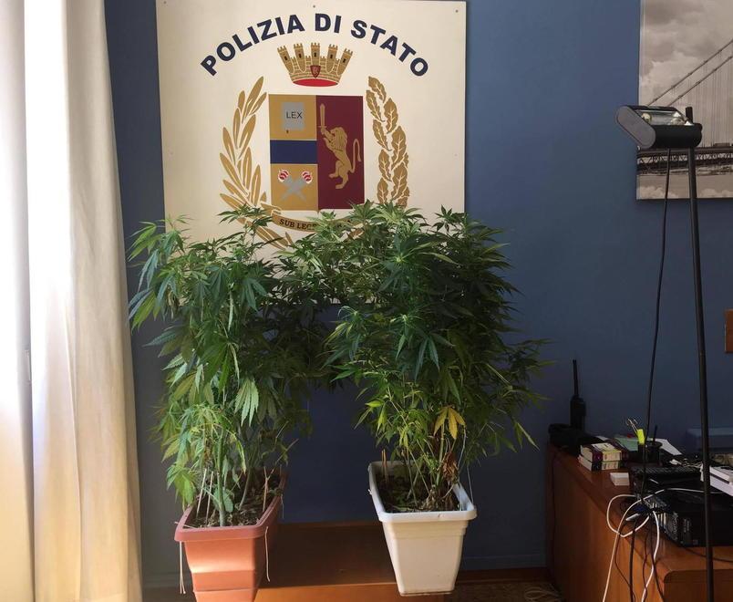 Coltiva marijuana sul balcone «Con i semi ci faccio le pizze» 