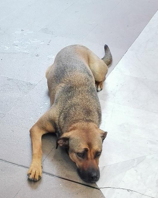 Un gesto che aiuta gli animali abbandonati