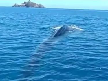 Il santuario Pelagos arruola segnalatori 
