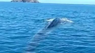 Il santuario Pelagos arruola segnalatori