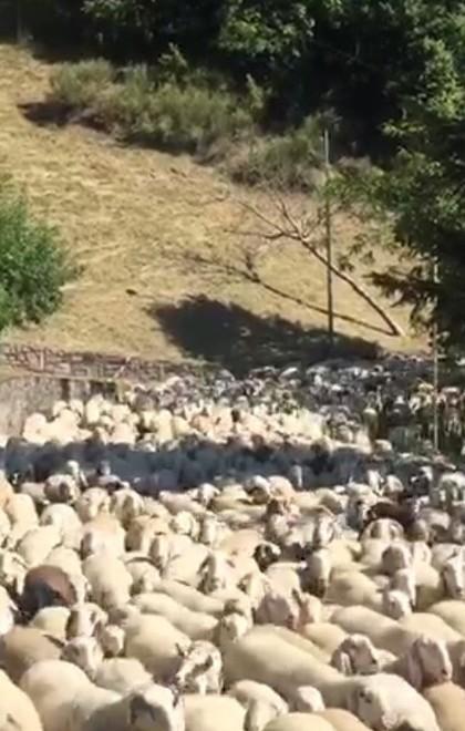 Usi Civici, arrivano 2500 pecore 