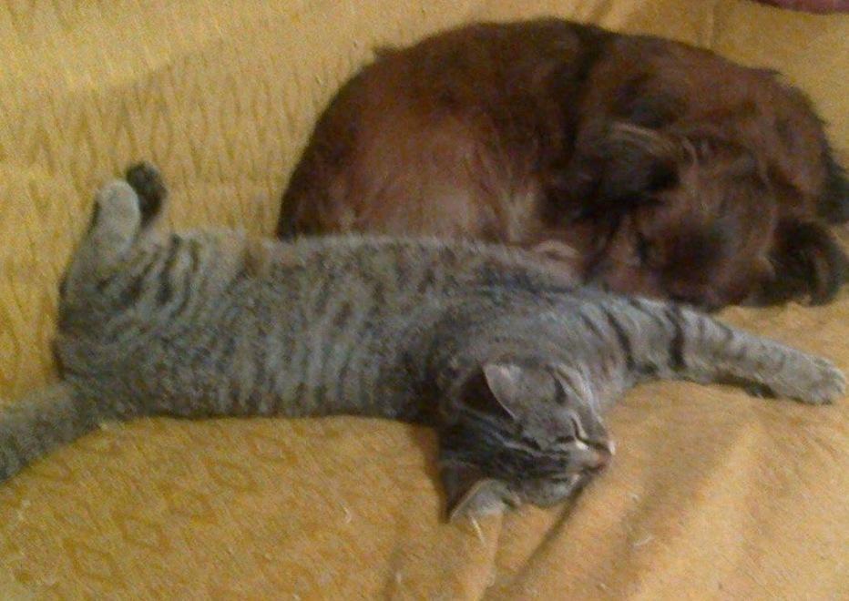 Il cane Goku con il gatto di casa