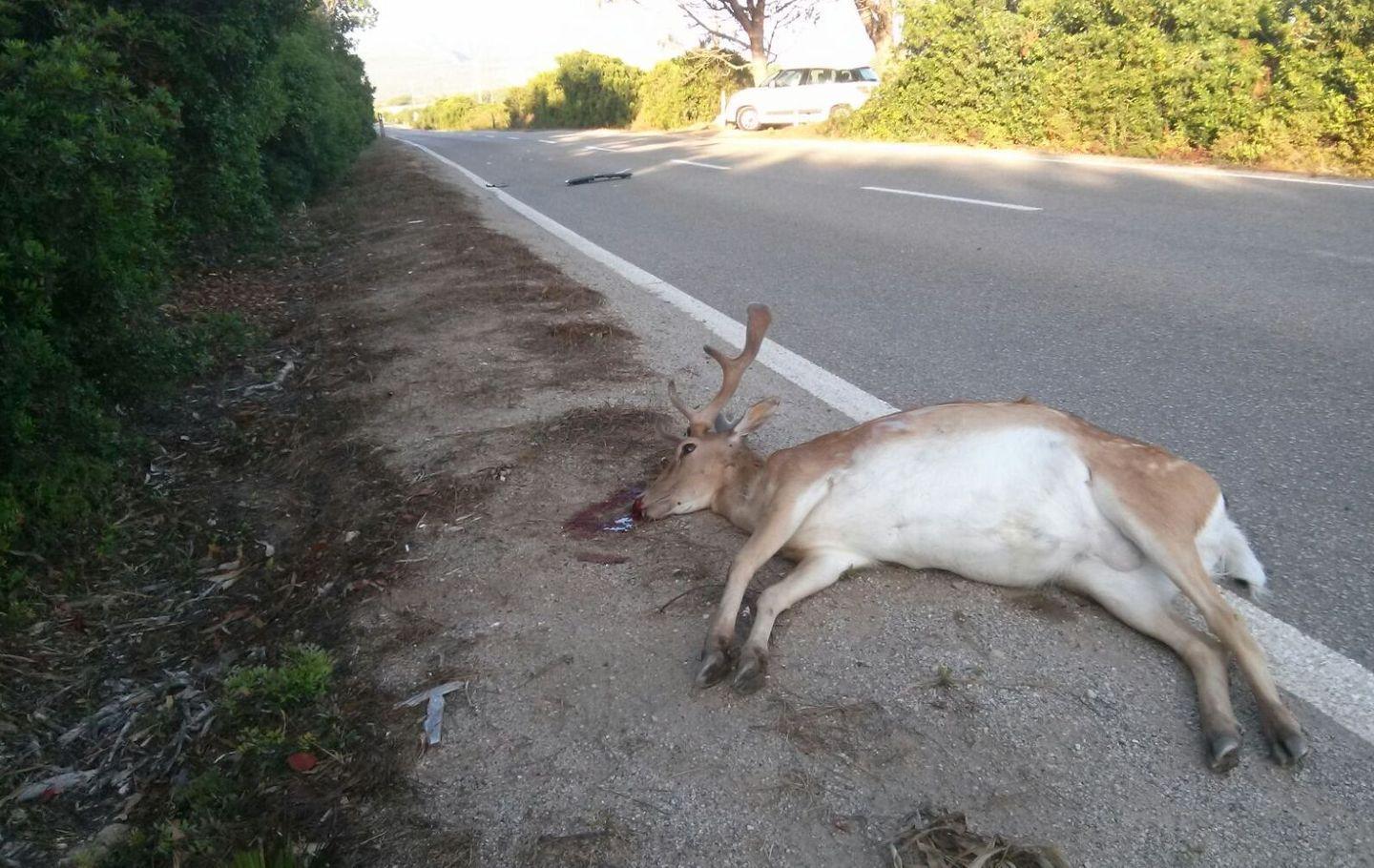Alghero, un cervo investito sulla strada per Porticciolo 