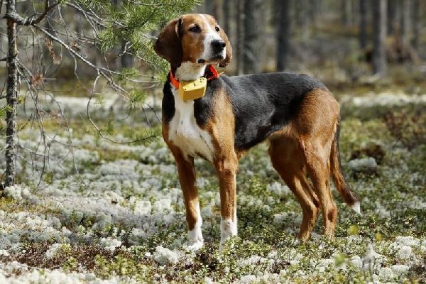 Rubano collari con Gps a due cani da caccia