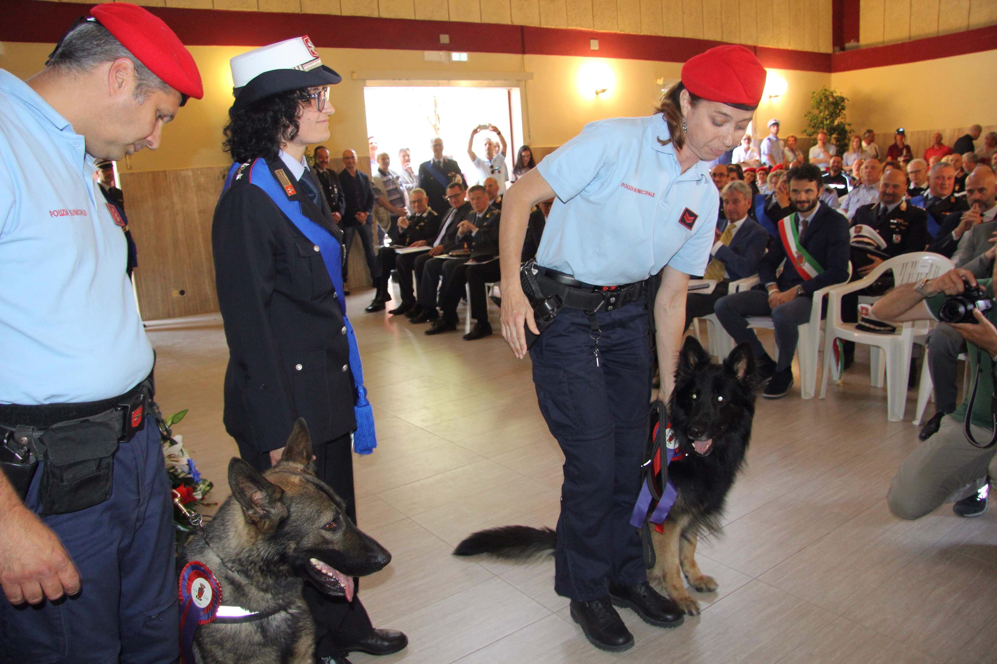 I pastori tedeschi Akron e Devil recentemente premiati in Comune (foto Batavia)