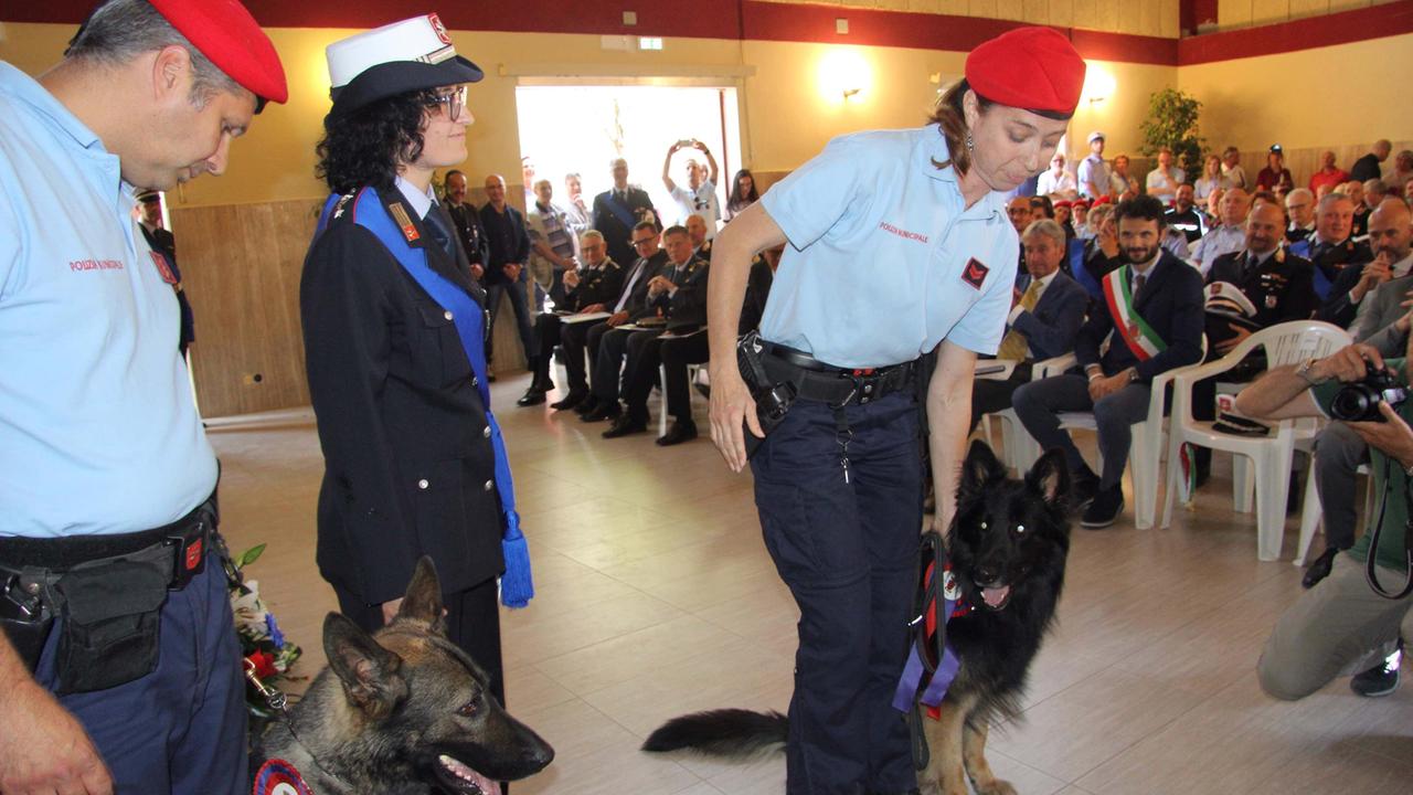 I pastori tedeschi Akron e Devil recentemente premiati in Comune (foto Batavia)