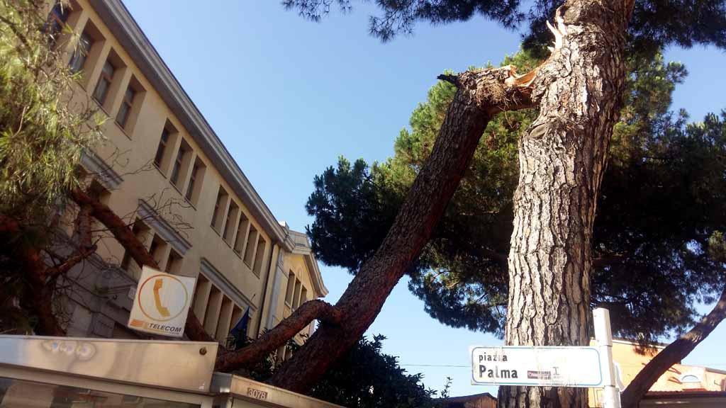 Il grosso ramo di pino spezzato e crollato